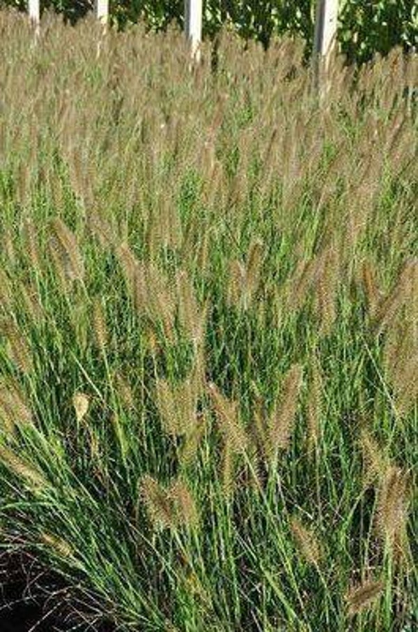 Pennisetum alopecuroides