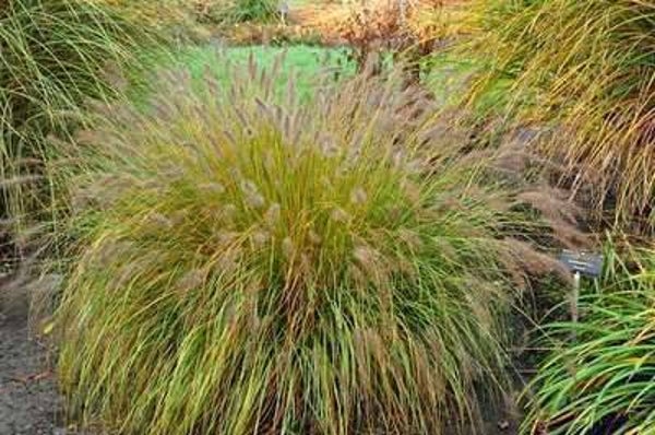 Pennisetum alopecuroides 'Hameln'