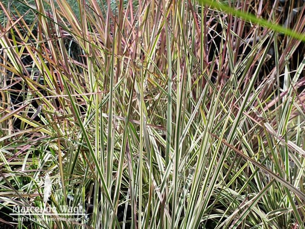 Schizachyrium scoparium 'Chameleon'