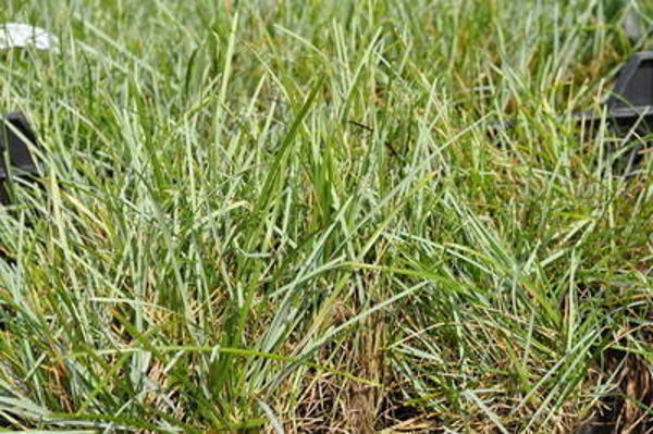 Sesleria caerulea