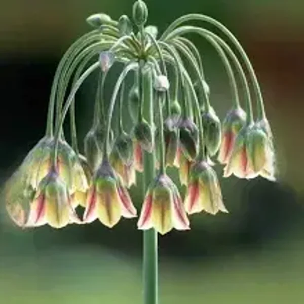 Nectaroscordum siculum subsp. 'siculum'