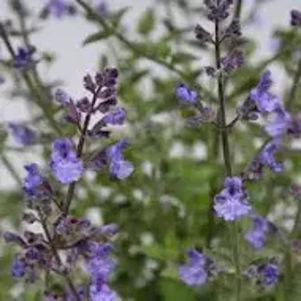 Nepeta 'Kit Cat'