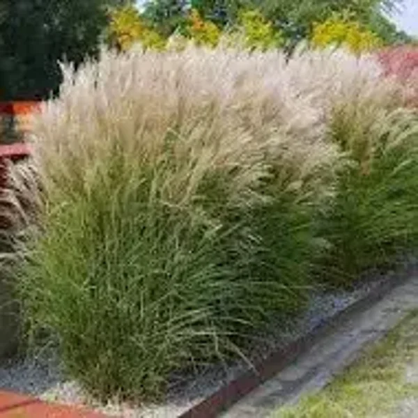 Miscanthus sinensis 'Kleine Fontäne'
