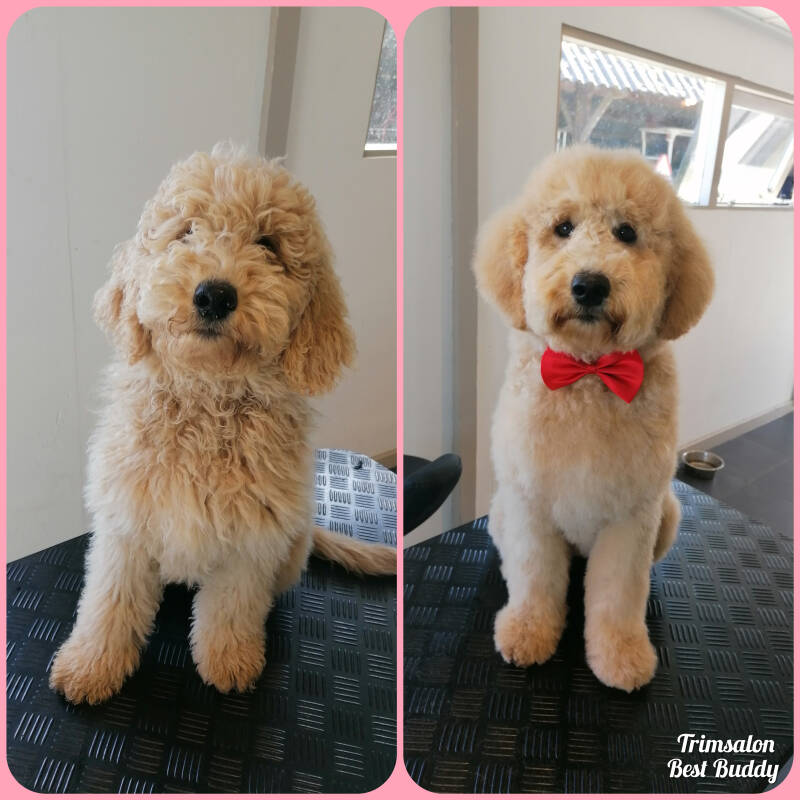 Goldendoodle