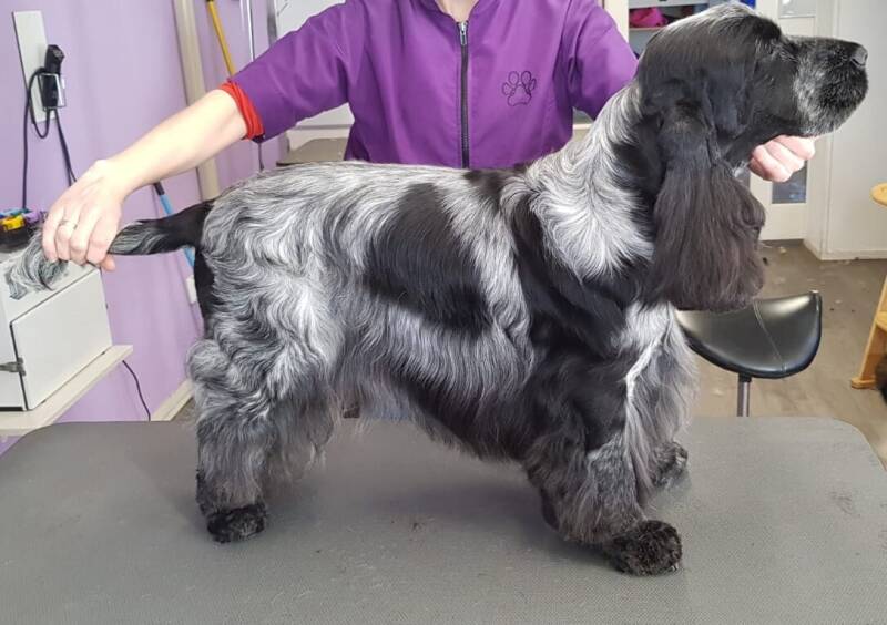 Engelse cocker spaniel