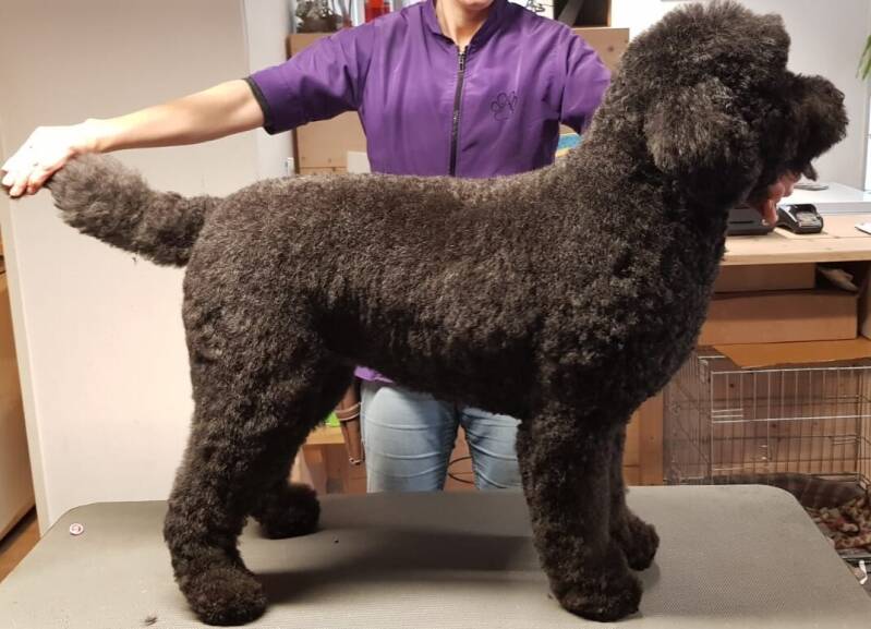 Labradoodle