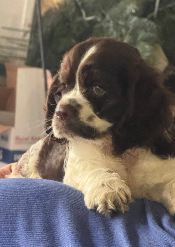 Marlanea puppy agreement