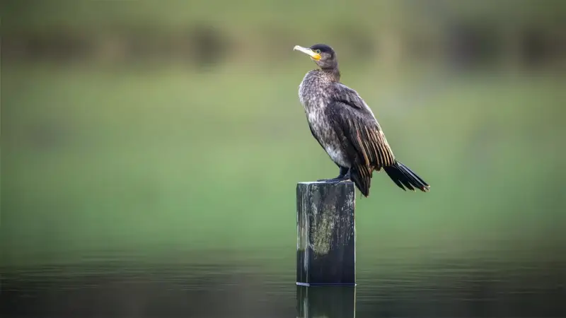 aalscholver-op-paal-phalacrocorax-carbo-great-cormorant-water-standard.webp