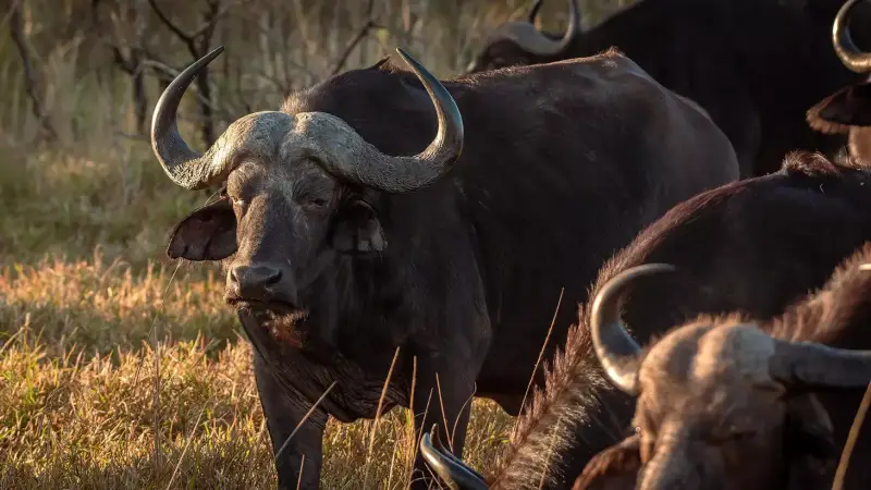 afrikaanse-buffel-african-buffalo-syncerus-caffer-2-standard.webp