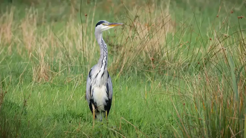 blauwe-reiger-in-hoog-gras-ardea-cinerea-grey-heron-standard.webp