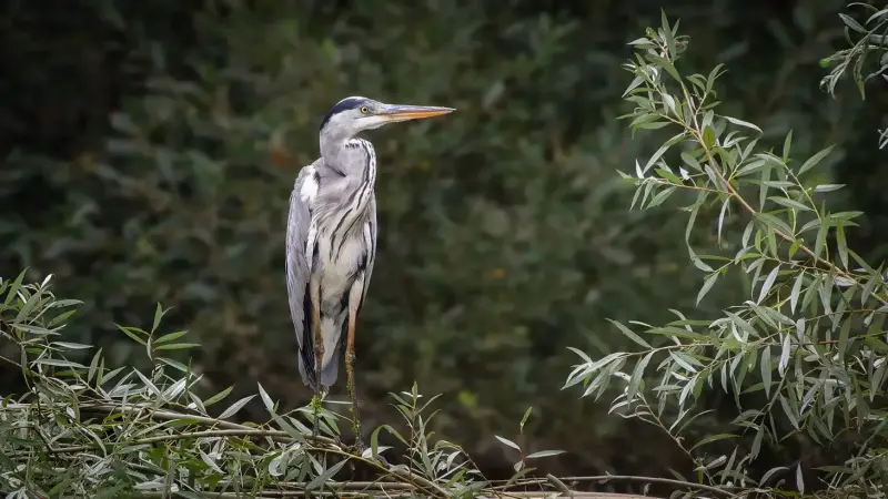 blauwe-reiger-op-takken-ardea-cinerea-grey-heron-perched-standard.webp