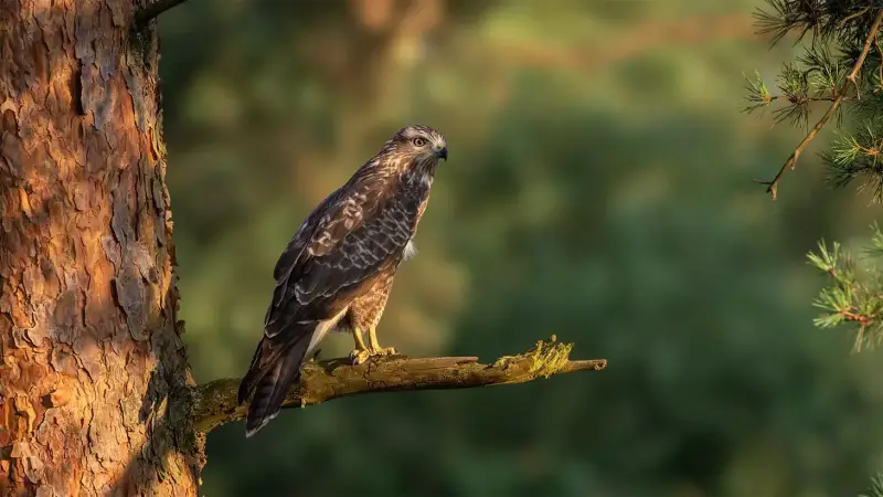 buizerd-op-tak-buteo-buteo-common-buzzard-perched-standard.webp