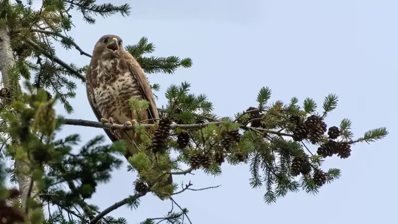 buizerd-portret-buteo-buteo-common-buzzard-profile-close-up-standard.webp