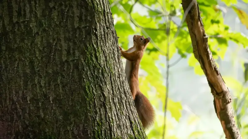 eekhoorn-boomstam-sciurus-vulgaris-red-squirrel-climbing-tree-standard.webp