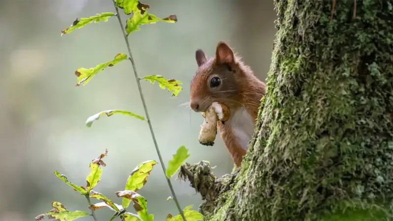 eekhoorn-met-paddenstoel-sciurus-vulgaris-red-squirrel-mushroom-forest-standard.webp