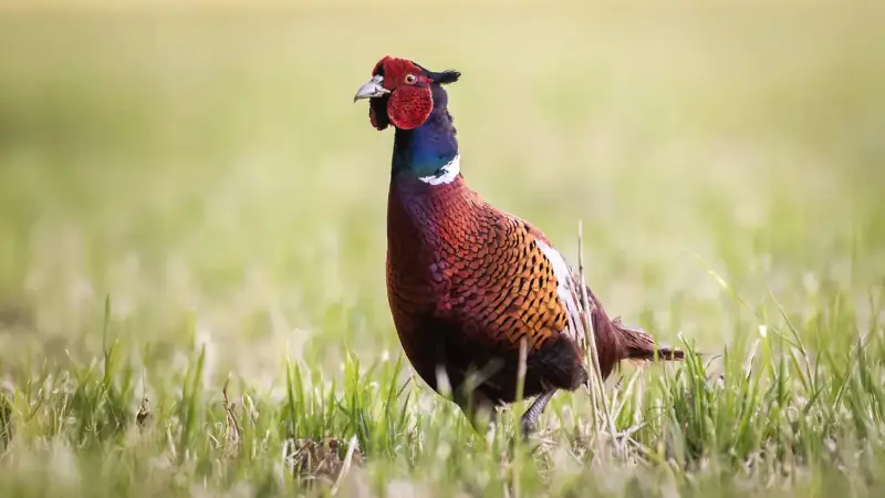 fazant-haan-weiland-phasianus-colchicus-common-pheasant-field-standard.webp