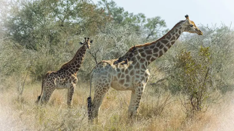 giraffe-giraffe-giraffa-camelopardalis-3-standard.webp