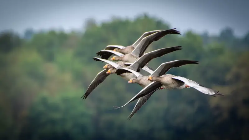 grauwe-ganzen-vlucht-anser-anser-greylag-goose-flying-standard.webp