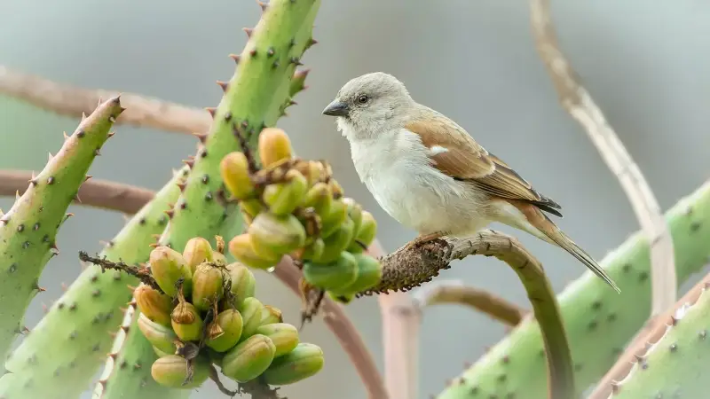 grijze-mussenwever-grey-headed-sparrow-passer-griseus-standard.webp