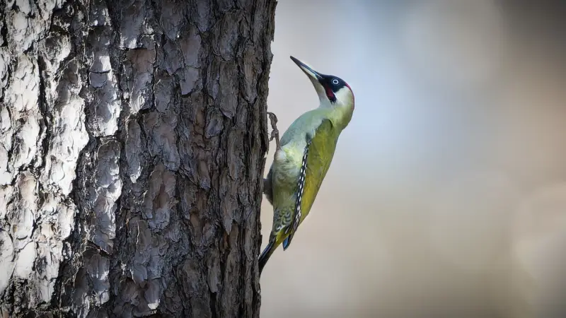 groene-specht-green-woodpecker-against-a-tree-standard.webp