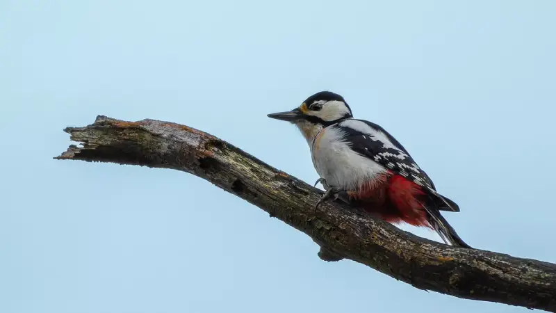 grote-bonte-specht-dendrocopos-major-great-spotted-woodpecker-standard.webp