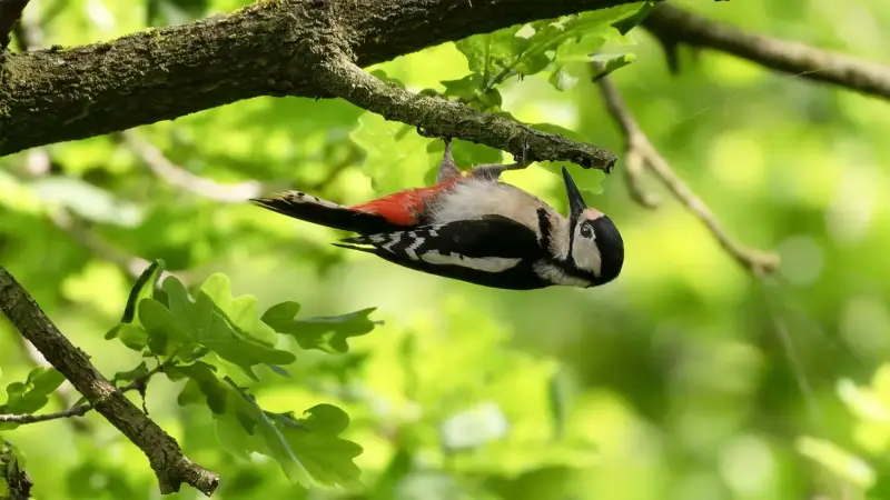 grote-bonte-specht-ondersteboven-dendrocopos-major-great-spotted-woodpecker-upside-down-standard.webp