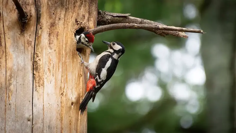 grote-bonte-specht-voeren-jong-dendrocopos-major-great-spotted-woodpecker-feeding-standard.webp