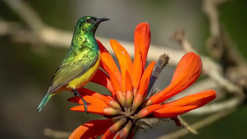 honingzuiger-variable-sunbird-cinnyris-venustus-standard.webp
