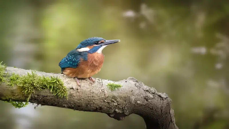 ijsvogel-op-tak-alcedo-atthis-common-kingfisher-perched-moss-standard.webp