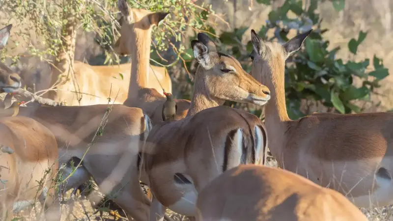 impala-impala-aepyceros-melampus-standard.webp