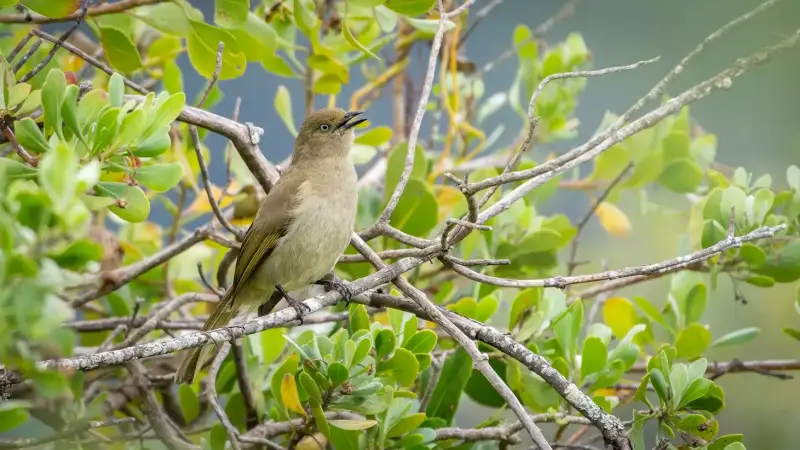 kaapse-bulbuul-cape-bulbul-pycnonotus-capensis-standard.webp