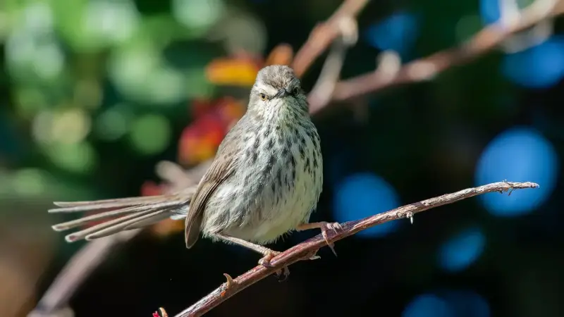 kaapse-grasvogel-cape-grassbird-sphenoeacus-afer-2-standard.webp