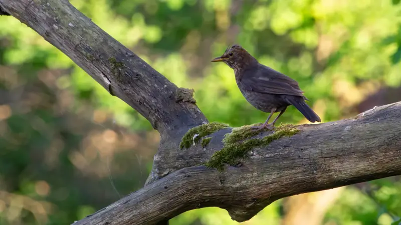 merel-vrouwtje-turdus-merula-common-blackbird-female-standard.webp