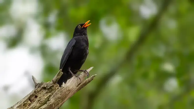 merel-zingend-op-tak-turdus-merula-common-blackbird-singing-standard.webp
