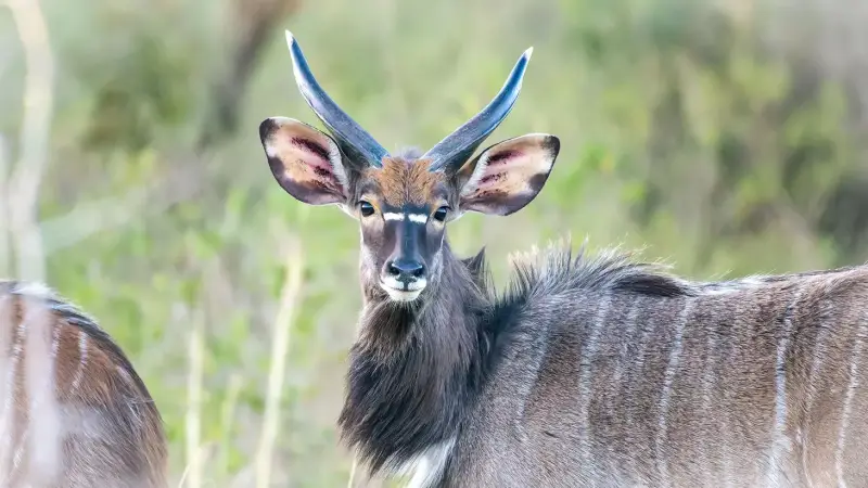 nyala-nyala-tragelaphus-angasii-3-standard.webp