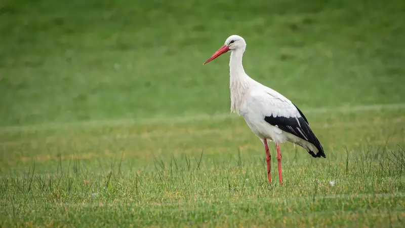 ooievaar-ciconia-ciconia-white-stork-standard.webp