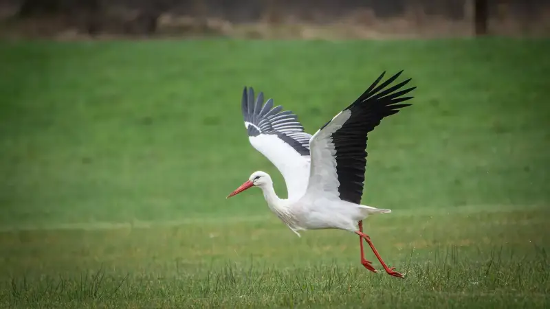 ooievaar-opstijgen-weiland-ciconia-ciconia-white-stork-take-off-field-standard.webp