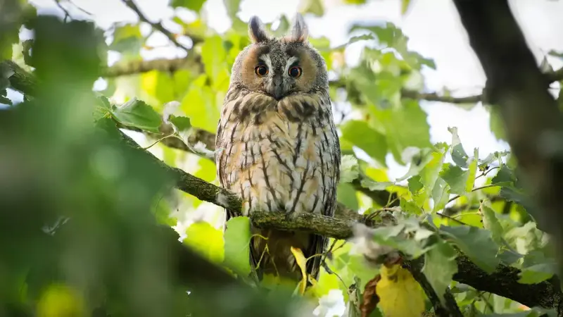 ransuil-tussen-bladeren-asio-otus-long-eared-owl-perched-forest-standard.webp
