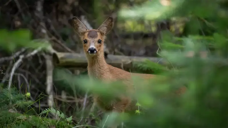 ree-bok-tussen-grassen-forest-capreolus-capreolus-roe-deer-portrait-standard.webp