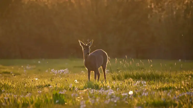 ree-bok-zonsondergang-capreolus-capreolus-roe-deer-sunset-backlight-sunset-standard.webp