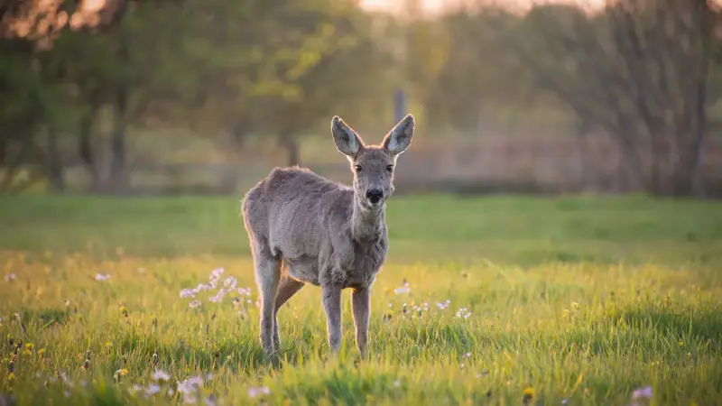 ree-capreolus-capreolus-roe-deer-in-weiland-sunset-standard.webp