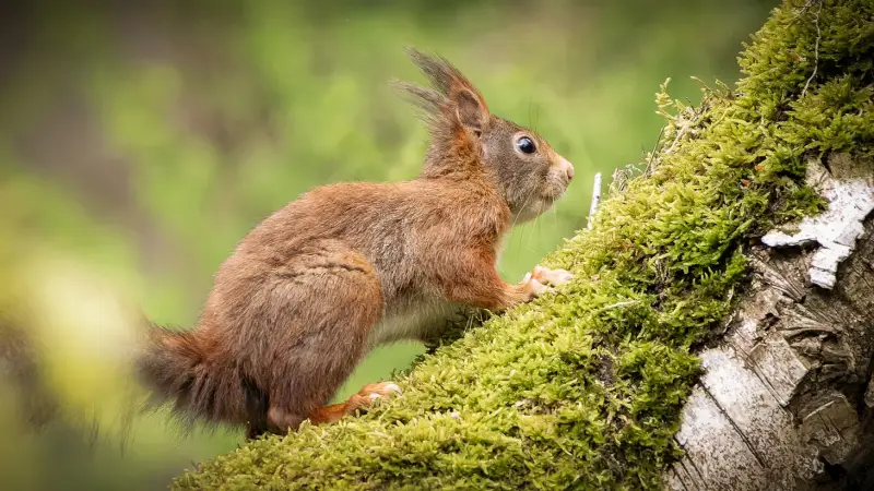 rode-eekhoorn-sciurus-vulgaris-red-squirrel-standard.webp