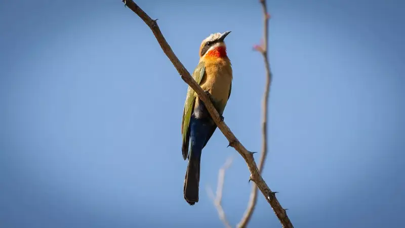 roodkeelbijeneter-white-fronted-bee-eater-merops-bullockoides-standard.webp