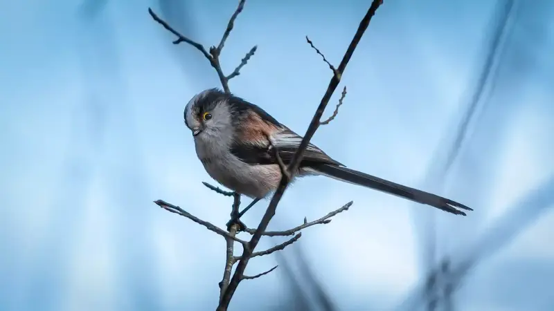 staartmees-op-tak-aegithalos-caudatus-long-tailed-tit-perched-standard.webp