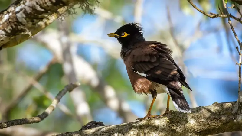 treurmaina-common-myna-acridotheres-tristis-standard.webp