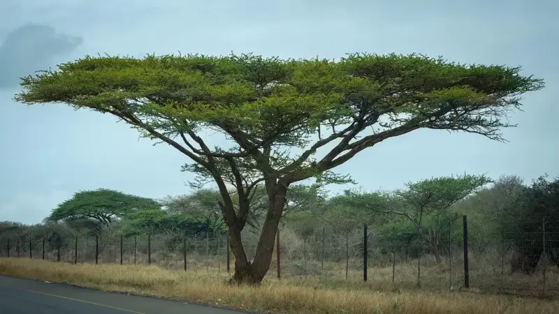 umbrella-thorn-tree-standard.webp