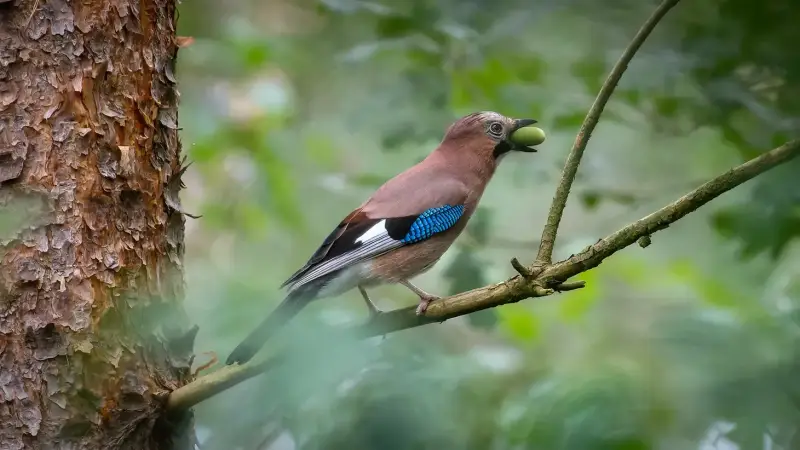 vlaamse-gaai-eikel-garrulus-glandarius-eurasian-jay-acorn-standard.webp
