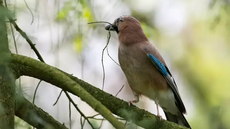 vlaamse-gaai-nestbouw-garrulus-glandarius-eurasian-jay-nesting-material-standard.webp