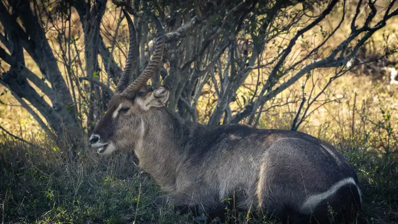 waterbuck-standard.webp