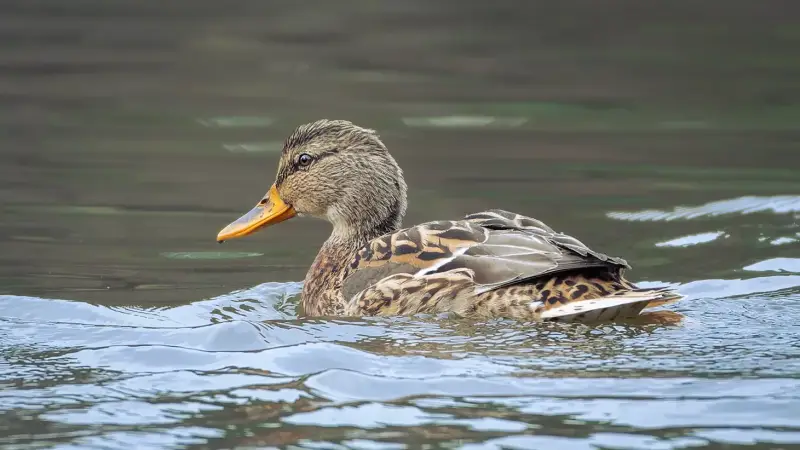 wilde-eend-vrouwtje-zwemmend-anas-platyrhynchos-mallard-swimming-standard.webp